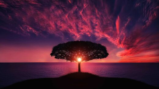 Tree and sunset